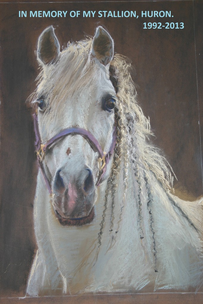 Huron horse portrait